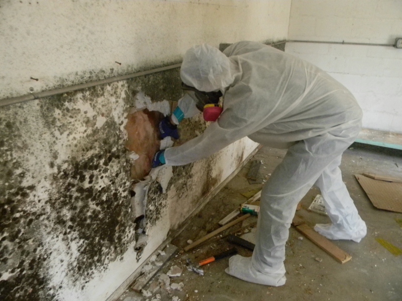mold remediation west los angeles home treatment